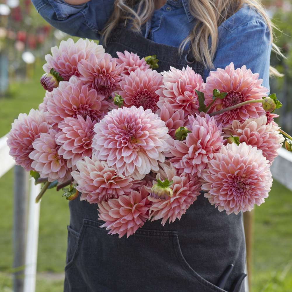 Dahlia 'Beauty Queen'